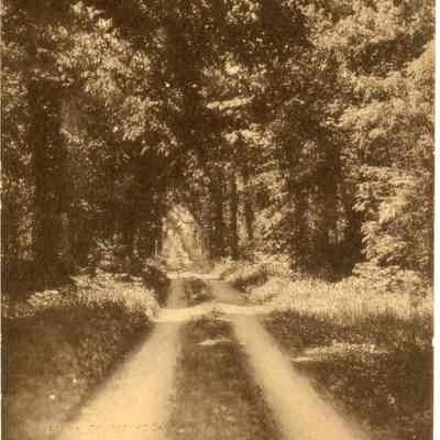 Stately Trees Leads to Ward Camp