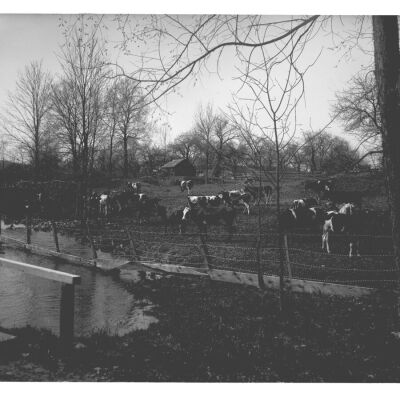 Fraleigh's Cows