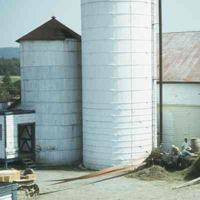 Grass Silage-Rose