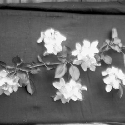 Apple Blossom Spray