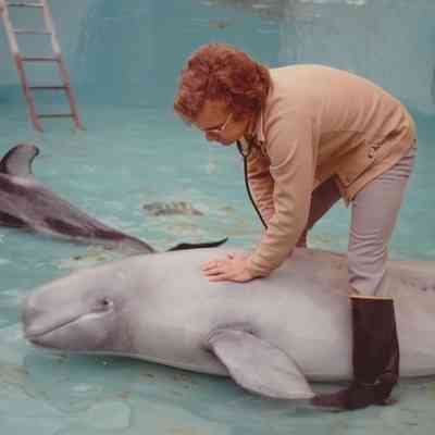 Tom Gornall & Beluga Whale