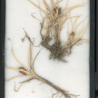 Plant Specimen, Mounted