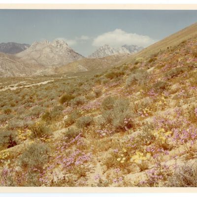 Print, Photographic
