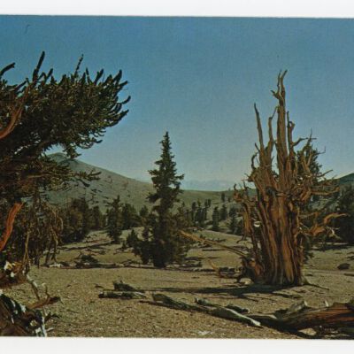 Print, Postcard