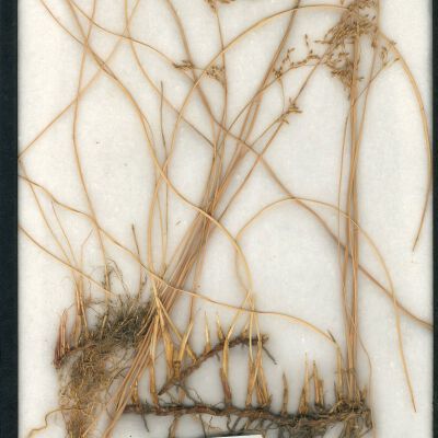Plant Specimen, Mounted