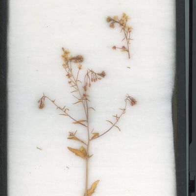 Plant Specimen, Mounted