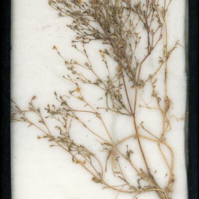 Plant Specimen, Mounted