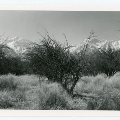 Print, Photographic
