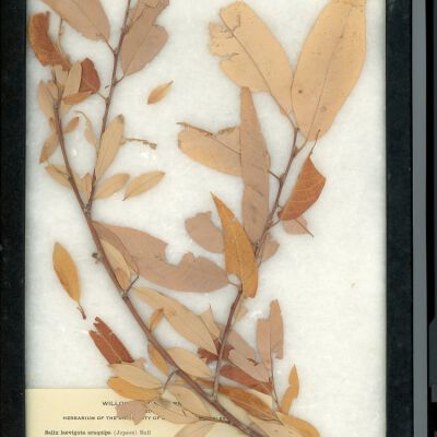 Plant Specimen, Mounted