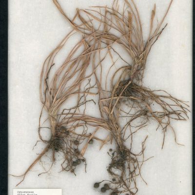 Plant Specimen, Mounted