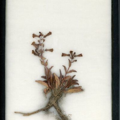 Plant Specimen, Mounted