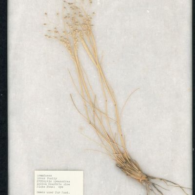 Plant Specimen, Mounted