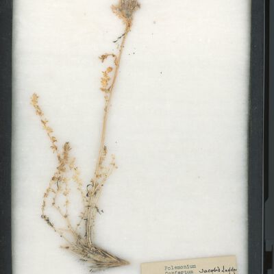 Plant Specimen, Mounted