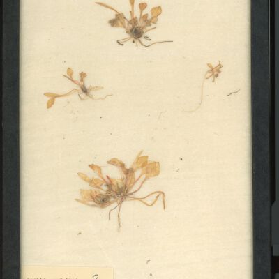 Plant Specimen, Mounted