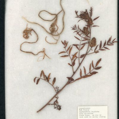 Plant Specimen, Mounted