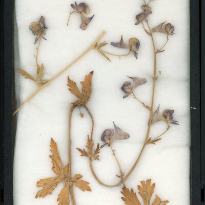 Plant Specimen, Mounted