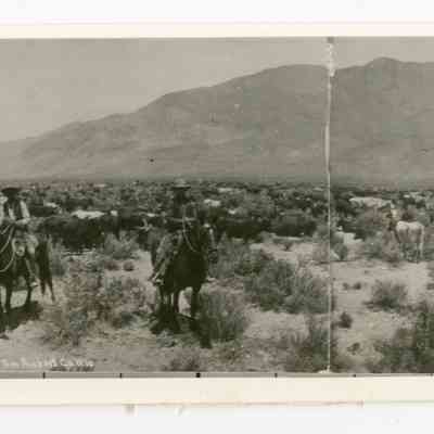 Tom Rickey's Cattle