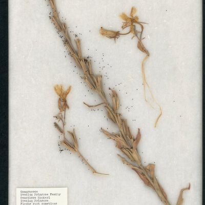 Plant Specimen, Mounted