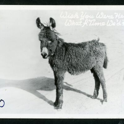 Print, Photographic
