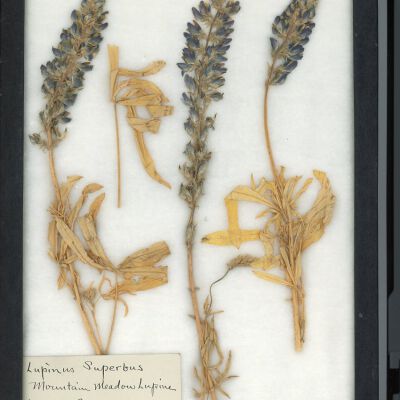 Plant Specimen, Mounted