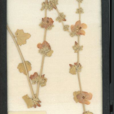 Plant Specimen, Mounted
