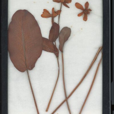 Plant Specimen, Mounted