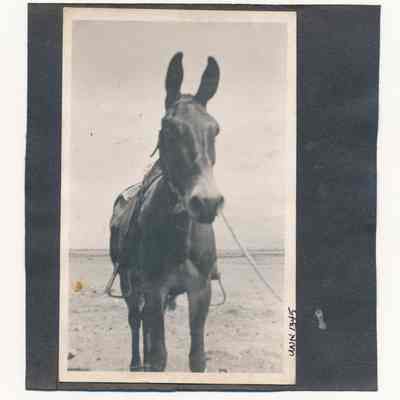 Print, Photographic