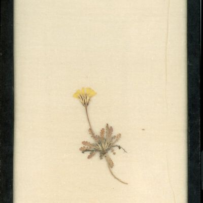 Plant Specimen, Mounted