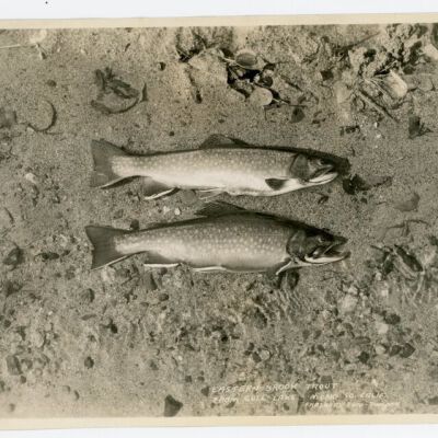 Print, Photographic