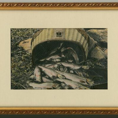 Rainbow Trout