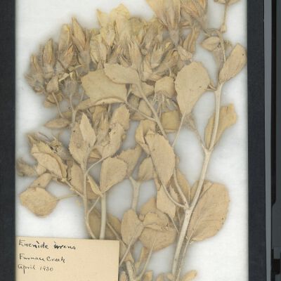 Plant Specimen, Mounted
