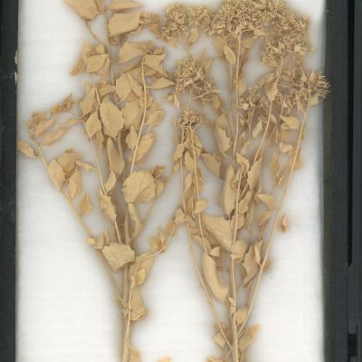 Plant Specimen, Mounted