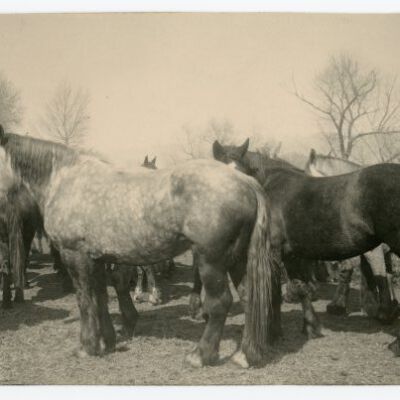 Print, Photographic