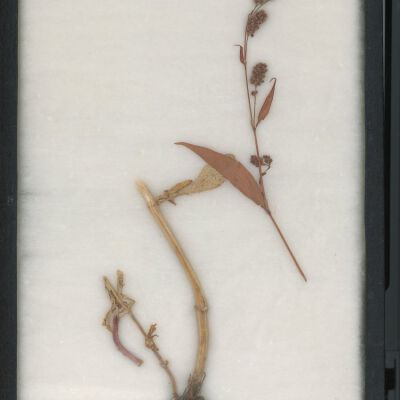 Plant Specimen, Mounted