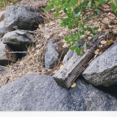 Print, Photographic