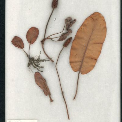 Plant Specimen, Mounted
