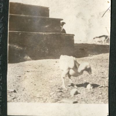 Print, Photographic