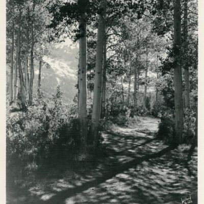 Print, Photographic