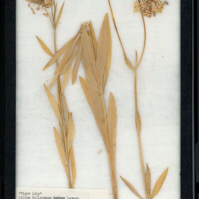 Plant Specimen, Mounted