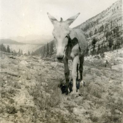 Print, Photographic