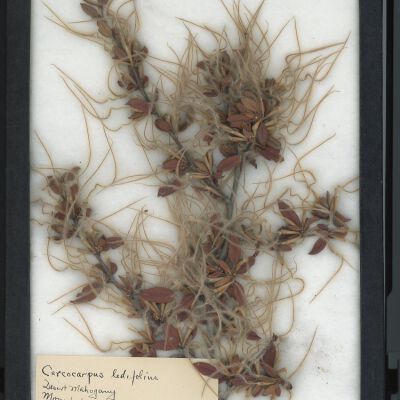 Plant Specimen, Mounted