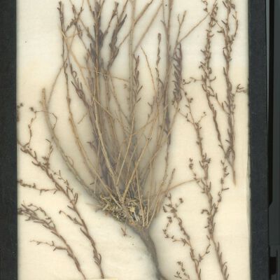 Plant Specimen, Mounted