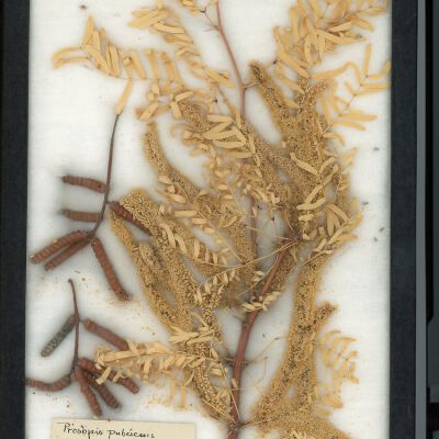 Plant Specimen, Mounted