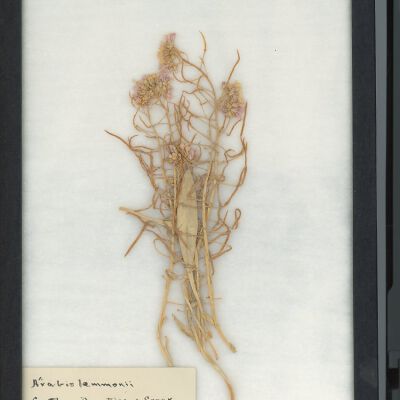 Plant Specimen, Mounted