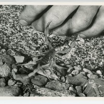 Print, Photographic