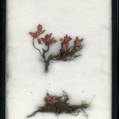 Plant Specimen, Mounted