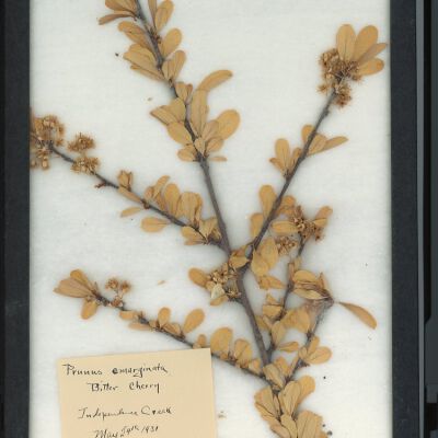 Plant Specimen, Mounted