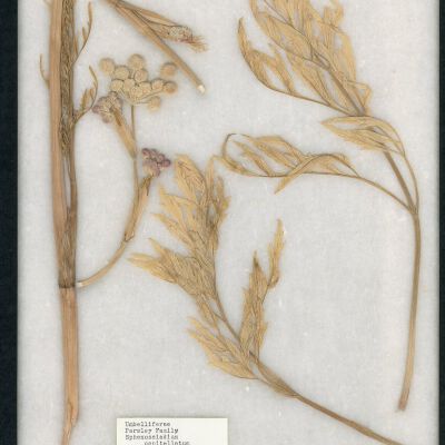 Plant Specimen, Mounted