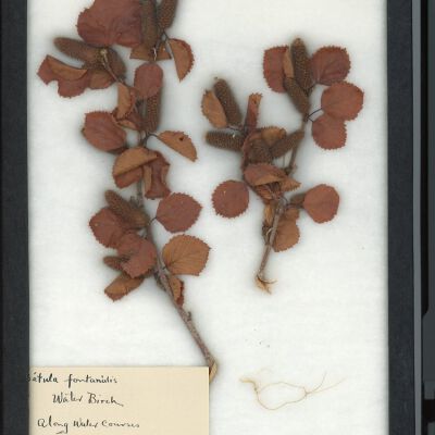 Plant Specimen, Mounted