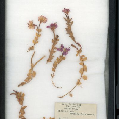 Plant Specimen, Mounted